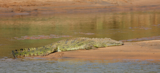 Nilkrokodil / Nile crocodile / Crocodylus niloticus