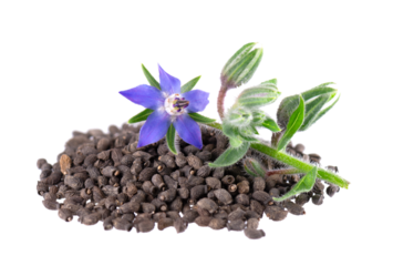 Borage seeds with flowers isolated on a white background. Borago officinalis seeds and flowers.