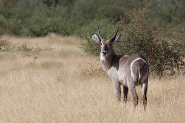 Wasserbock / Waterbuck / Kobus ellipsiprymnus..