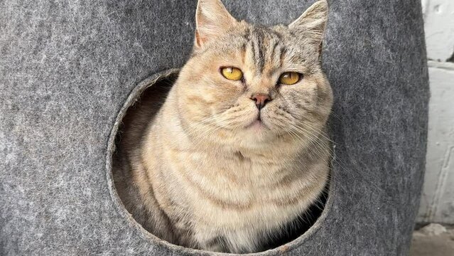 The cat sits in a warm felt house cattery