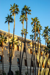 Tall palm trees in a row against the background of a building on a sunny day in Malaga, Spain