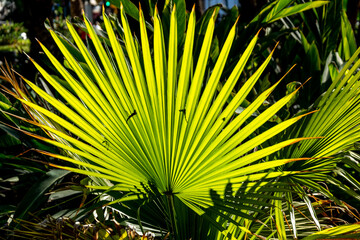 Palm leaves in the garden on a sunny day. Botanical garden, Malaga, Andalusia.