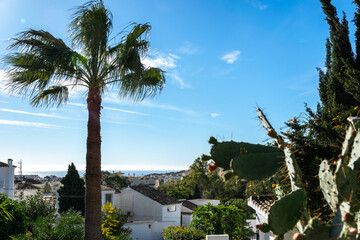 Fototapeta na wymiar Palm trees and cacti. View of the city of Benalmadena from the hill, Andalusia, Spain.