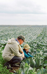 a farmer with a child inspecting a cabbage crop in a field. the concept of father day