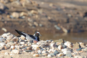 Waffenkiebitz / Blacksmith lapwing or Blacksmith plover / Vanellus armatus