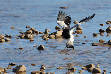 Waffenkiebitz / Blacksmith lapwing or Blacksmith plover / Vanellus armatus.