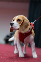 beagle puppy sitting in front of red background
