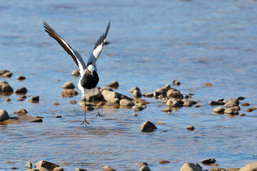 Waffenkiebitz / Blacksmith lapwing or Blacksmith plover / Vanellus armatus.