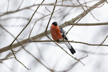 Bullfinch on a branch in winter, close-up. Poland