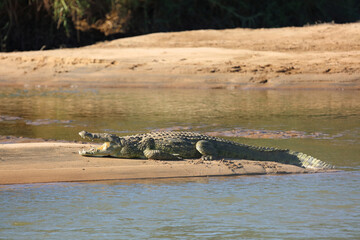 Nilkrokodil / Nile crocodile / Crocodylus niloticus