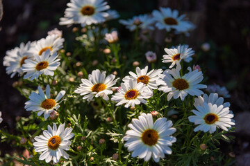 close up of beautiful daisies in the sun 