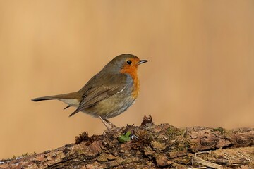 Simply robin