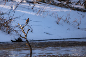 Bird sitting on a branch in the water of a lake in winter. Waxwing bird