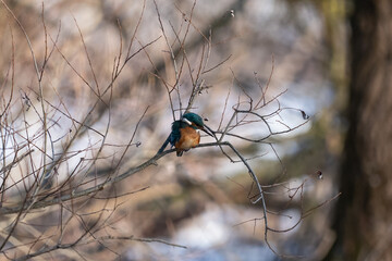 Kingfisher 