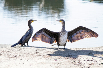 Closeup of two cormorants resting