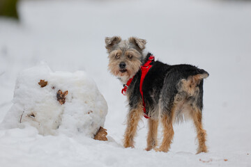 Yorkshire Terrier in a red collar on the snow in winter