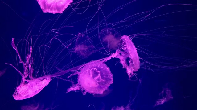 Fluorescent jellyfish swimming in an aquarium pool.