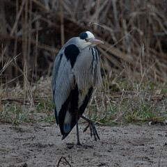 Gray heron (Ardea cinerea) standing on the ground