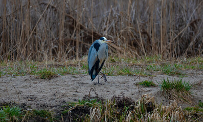 blue heron ardea cinerea