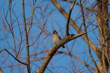 Waxwing on a branch, Poland