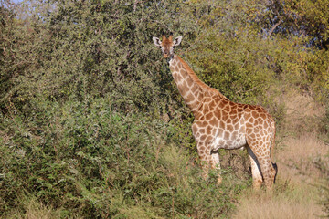 Giraffe / Giraffe / Giraffa camelopardalis