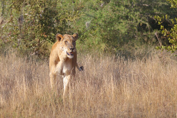 Afrikanischer Löwe / African lion / Panthera leo.