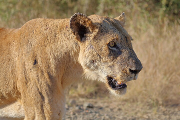 Afrikanischer Löwe / African lion / Panthera leo.