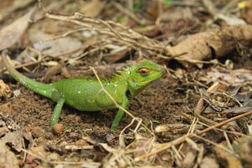 Naklejka na ściany i meble Capturing the Intriguing Moment of a Lizard Digging a Nest for its Eggs in the Wild
