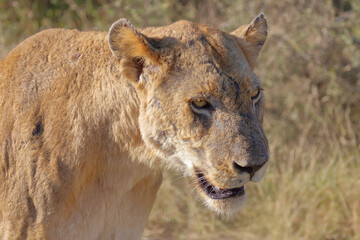 Afrikanischer Löwe / African lion / Panthera leo.