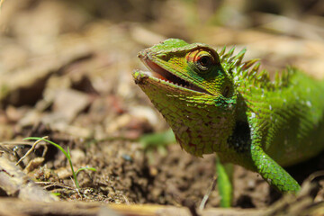 Capturing the Intriguing Moment of a Lizard Digging a Nest for its Eggs in the Wild
