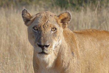 Afrikanischer Löwe / African lion / Panthera leo.
