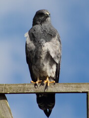 Geranoaetus_Melanoleucus. Águila paramuna