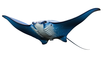 Manta Ray on white or transparent background 