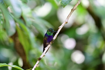 beja flor
