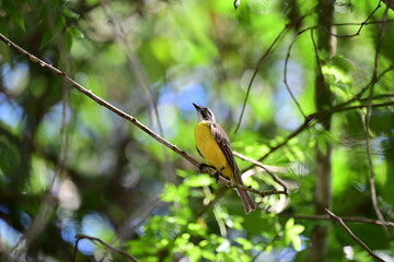 passarinho