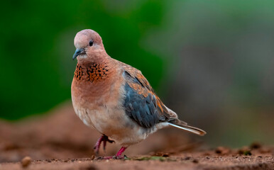 Adult Laughing Dove (Spilopelia senegalensis) from the front, Mkhombe hide, Zimanga Private Game Reserve, KwaZulu Natal, South Africa.
