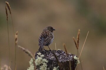 Geospizopsis Unicolor. Gorrión paramuno
