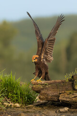 Marsh Harrier - angel