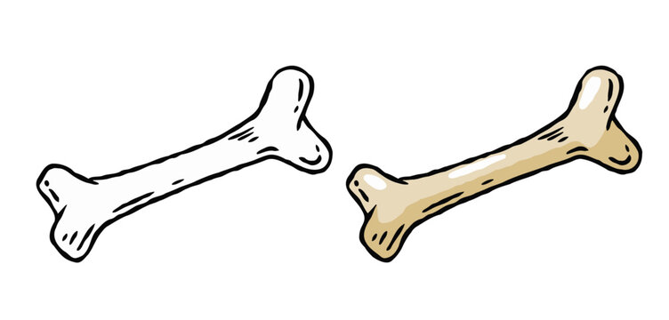 Set of bones. Part of the human skeleton. Vector Cartoon and flat illustration. White dog Toy