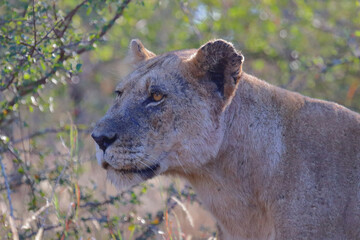 Afrikanischer Löwe / African lion / Panthera leo.