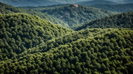 High angle shot of the tree textures of the forest in istria in croatia - obrazy, fototapety, plakaty