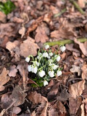 New Snow Drops