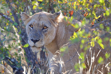 Afrikanischer Löwe / African lion / Panthera leo.