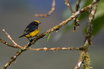 Ave Euphonia xanthogaster