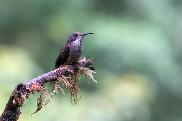 Heliodoxa Rubinoides - Colibrí © AndraMontano