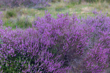 Selective focus of purple flowers in the filed, Calluna vulgaris (heath, ling or simply heather) is...