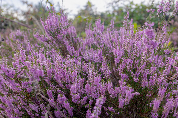 Selective focus of purple flowers in the filed, Calluna vulgaris (heath, ling or simply heather) is the sole species in the genus Calluna, Flowering plant family Ericaceae, Nature floral background.