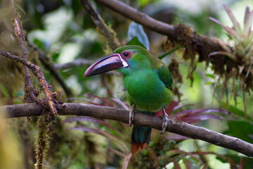 Crimson Rumped, Toucanet Aulacorhynchus Haematopygus. Tucán