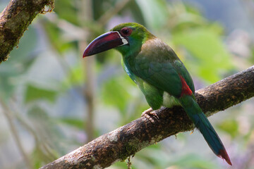 Crimson Rumped, Toucanet Aulacorhynchus Haematopygus. Tucán