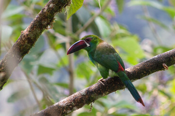 Crimson Rumped, Toucanet Aulacorhynchus Haematopygus. Tucán